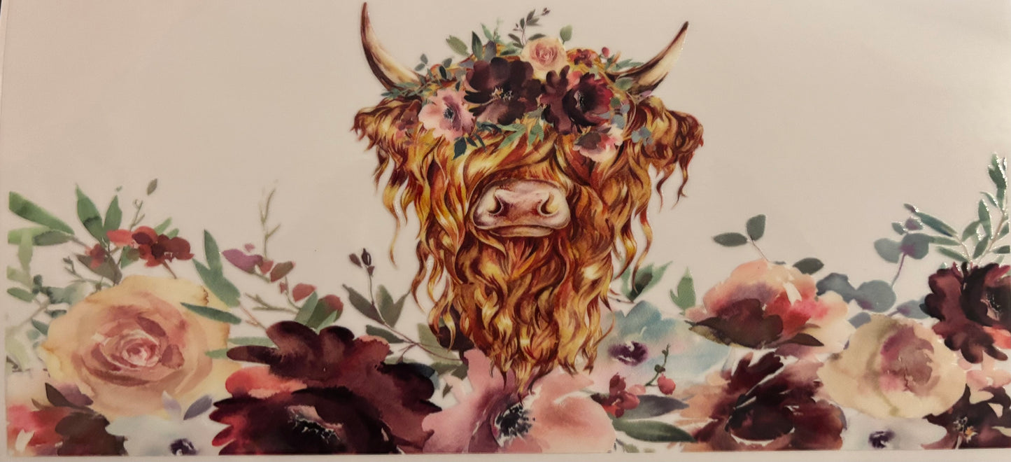 Highlander Cow